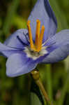 Prairie pleatleaf